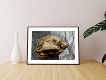 Indlæs billede til gallerivisning Plakat med fyrsvamp på en gammel bøgestamme der danner et fantasi væsen