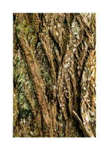 Indlæs billede til gallerivisning Plakat med bark fra vingevalnød
