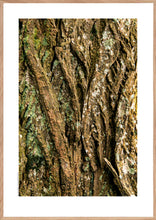 Indlæs billede til gallerivisning Plakat med bark fra vingevalnød