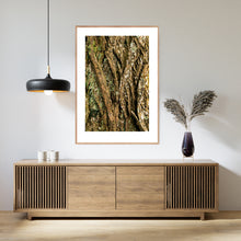 Indlæs billede til gallerivisning Plakat med bark fra vingevalnød