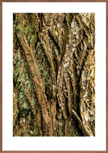 Indlæs billede til gallerivisning Plakat med bark fra vingevalnød