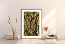 Indlæs billede til gallerivisning Plakat med bark fra vingevalnød
