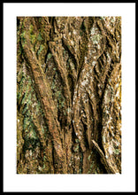 Indlæs billede til gallerivisning Plakat med bark fra vingevalnød