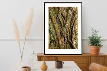 Indlæs billede til gallerivisning Plakat med bark fra vingevalnød
