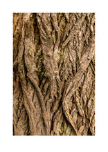 Indlæs billede til gallerivisning Plakat med bark fra vingevalnød