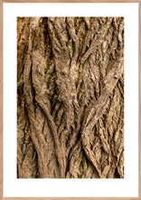 Indlæs billede til gallerivisning Plakat med bark fra vingevalnød