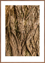 Indlæs billede til gallerivisning Plakat med bark fra vingevalnød