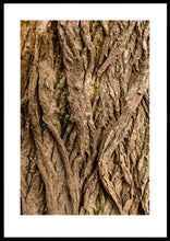Indlæs billede til gallerivisning Plakat med bark fra vingevalnød