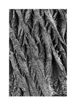 Indlæs billede til gallerivisning Plakat med bark fra vingevalnød. Sort/hvid