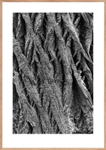 Indlæs billede til gallerivisning Plakat med bark fra vingevalnød. Sort/hvid