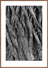 Indlæs billede til gallerivisning Plakat med bark fra vingevalnød. Sort/hvid