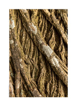 Indlæs billede til gallerivisning Plakat med bark fra vingevalnød
