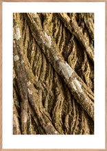 Indlæs billede til gallerivisning Plakat med bark fra vingevalnød