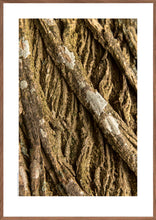 Indlæs billede til gallerivisning Plakat med bark fra vingevalnød
