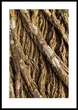 Indlæs billede til gallerivisning Plakat med bark fra vingevalnød