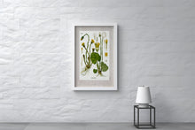 Indlæs billede til gallerivisning Plakat med gammel hånddekoreret tegning af en Smørblomst
