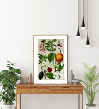 Indlæs billede til gallerivisning Plakat med gammel hånddekoreret tegning af forskellige blommefrugter
