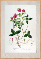 Plakat med gammel hånddekoreret tegning af rødkløver