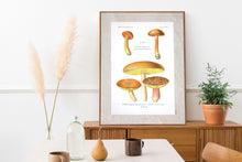 Indlæs billede til gallerivisning Plakat med gammel hånddekoreret tegning af en rørsvamp
