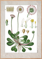 Plakat med gammel hånddekoreret tegning af en Tusindfryd