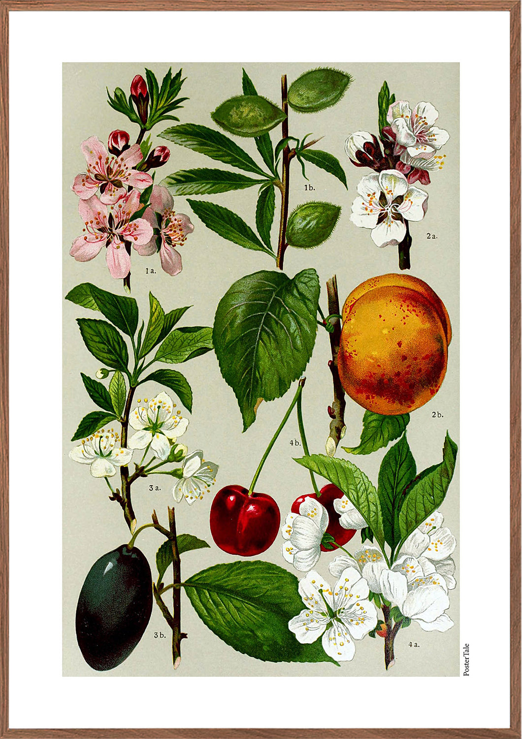 Plakat med gammel hånddekoreret tegning af forskellige blommefrugter