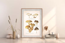 Indlæs billede til gallerivisning Plakat med gammel hånddekoreret tegning af en dunstokket rødblad svamp
