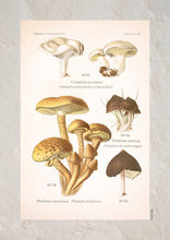 Indlæs billede til gallerivisning Plakat med gammel hånddekoreret tegning af en dunstokket rødblad svamp
