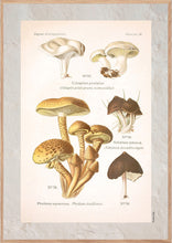 Indlæs billede til gallerivisning Plakat med gammel hånddekoreret tegning af en dunstokket rødblad svamp
