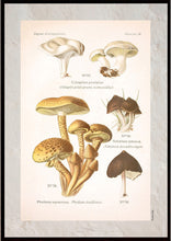 Indlæs billede til gallerivisning Plakat med gammel hånddekoreret tegning af en dunstokket rødblad svamp
