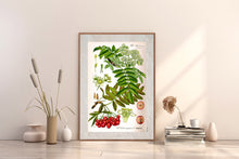 Indlæs billede til gallerivisning Plakat med gammel hånddekoreret tegning af et rønnebær træ
