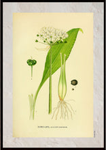 Indlæs billede til gallerivisning Plakat med gammel hånddekoreret tegning af en ramsløg plante
