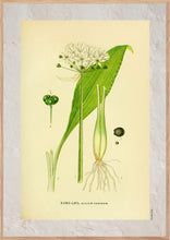 Indlæs billede til gallerivisning Plakat med gammel hånddekoreret tegning af en ramsløg plante
