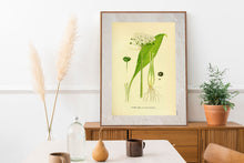 Indlæs billede til gallerivisning Plakat med gammel hånddekoreret tegning af en ramsløg plante
