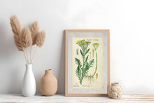 Indlæs billede til gallerivisning Plakat med gammel hånddekoreret tegning af en rejnfang plante
