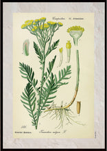Indlæs billede til gallerivisning Plakat med gammel hånddekoreret tegning af en rejnfang plante
