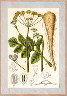Plakat med gammel hånddekoreret tegning af en pastinak