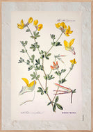 Plakat med gammel hånddekoreret tegning af en kællingetand