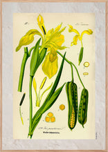 Indlæs billede til gallerivisning Plakat med gammel hånddekoreret tegning af en gul iris
