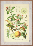 Plakat med gammel hånddekoreret tegning af et æbletræ