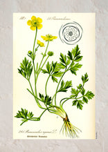 Indlæs billede til gallerivisning Plakat med gammel hånddekoreret tegning af en smørblomst
