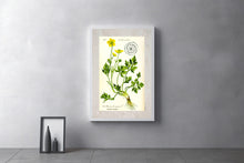 Indlæs billede til gallerivisning Plakat med gammel hånddekoreret tegning af en smørblomst

