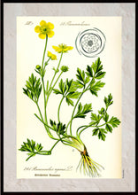 Indlæs billede til gallerivisning Plakat med gammel hånddekoreret tegning af en smørblomst

