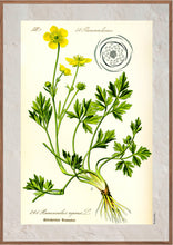 Indlæs billede til gallerivisning Plakat med gammel hånddekoreret tegning af en smørblomst
