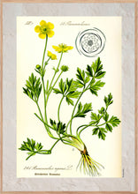 Indlæs billede til gallerivisning Plakat med gammel hånddekoreret tegning af en smørblomst
