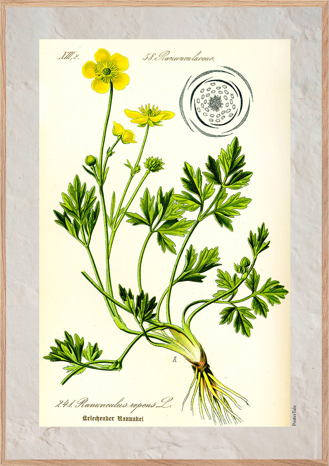 Plakat med gammel hånddekoreret tegning af en smørblomst