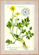 Plakat med gammel hånddekoreret tegning af en smørblomst