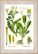 Plakat med gammel hånddekoreret tegning af brandbæger