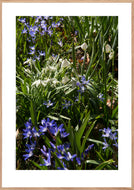 Plakat med forårsblomster