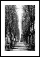 Plakat med allé med stynede træer