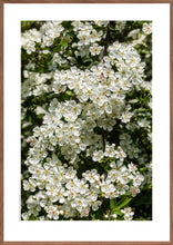 Indlæs billede til gallerivisning Plakat med blomstrende hvidtjørn
